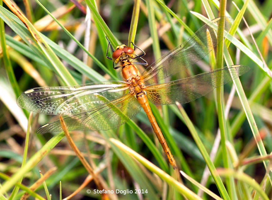 Sympetrum sp.